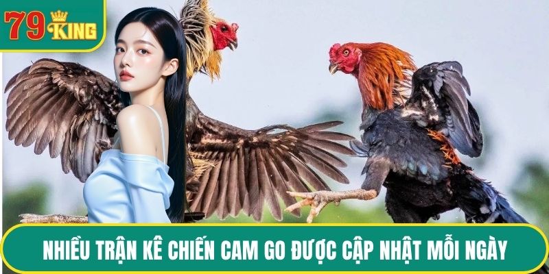 Nhiều trận kê chiến cam go được cập nhật mỗi ngày