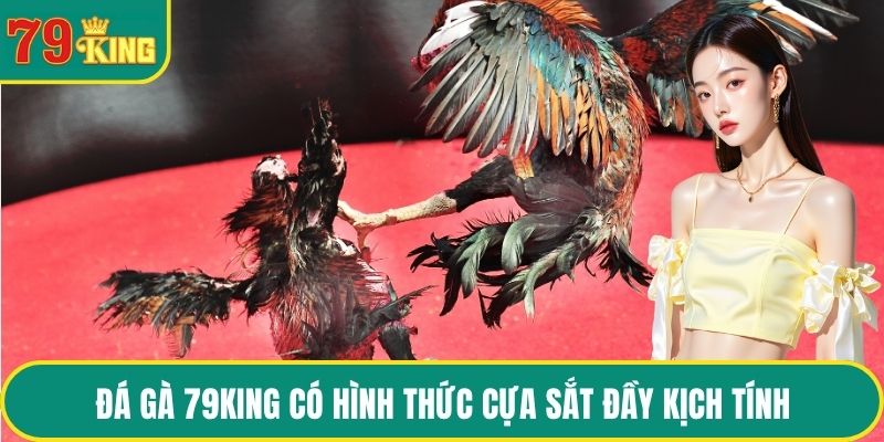 Đá gà 79KING có hình thức cựa sắt đầy kịch tính