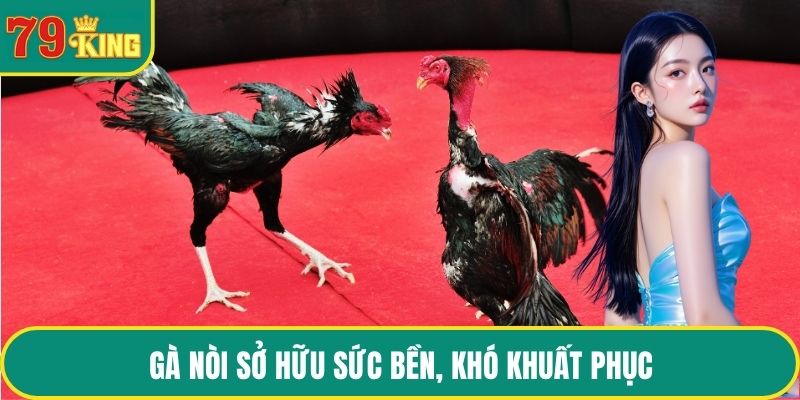 Gà nòi sở hữu sức bền, khó khuất phục